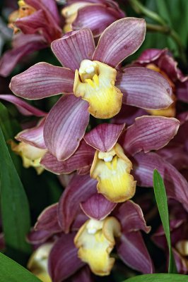 Cymbidium Honey Heart