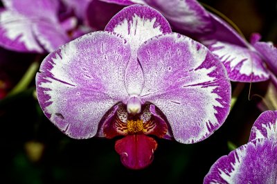 Phalaenopsis Sogo Kitty 'Kitty Face'