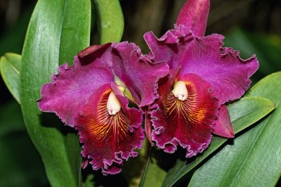 Cattleya