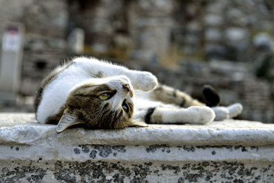 Ephesus Cat