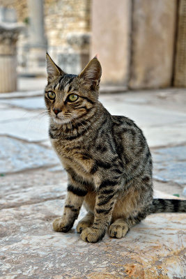 Ephesus Cat