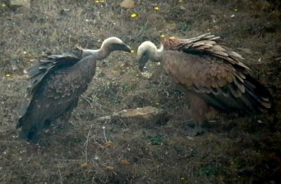 Rüppell's Vulture (left) - Gyps rueppellii - Buitre Moteado (izquierda) - Voltor de Rüppel (esquerra)