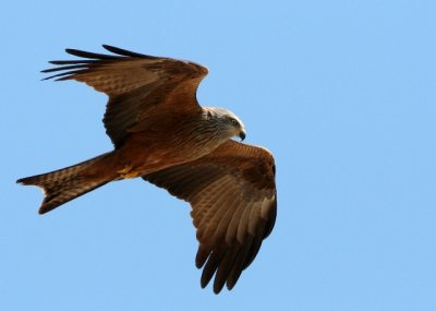 Black Kite - Milvus migrans - Milano negro - Mil negre