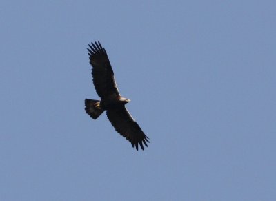 Spanish Imperial Eagle in Doana - Aquila adalbertii - Aguila Imperial iberica - guila Imperial Ibrica