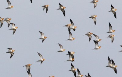 Pintail sandgrouse  - Pterocles alchata - Ganga comn