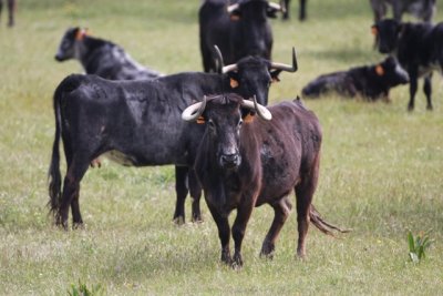 Caws and Bulls in dehesa