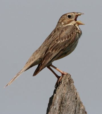 Corn Bunting - Miliaria calandra - Triguero - Cruixidell