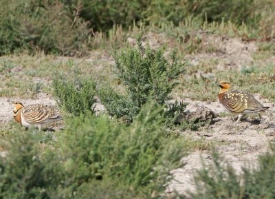 Pintail sandgrouse  - Pterocles alchata - Ganga comn