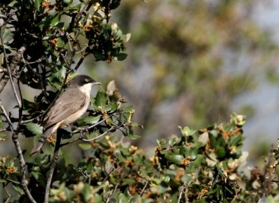 Western Orphean Warbler - Syvlia hortensis - Curruca mirlona - Tallarol Emmascarat