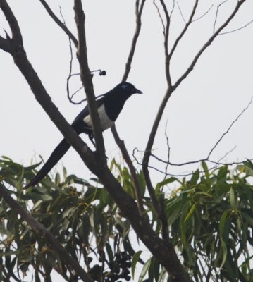 North African Magpie - Pica pica mauretanica - Urraca Magreb - Garsa del Magreb