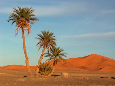 Palmeres in the desert - Palemeras en el desierto - Palmeres al desert