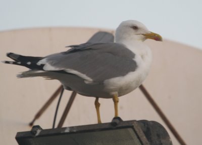 Western Yellow-legged Gull - Larus michahellis