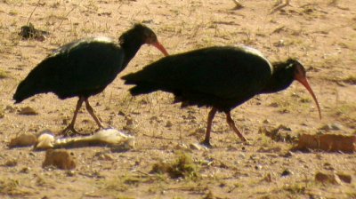 Bald Ibis - Geronticus eremita - Ibis calvo