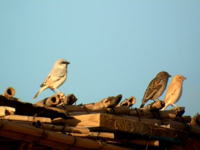 Desert Sparrow - Passer simplex - Gorrión del desierto - Pardal del Desert