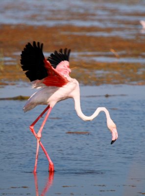 Greater Flamingo - Phoenicopterus ruber - Flamenco - Flamenc
