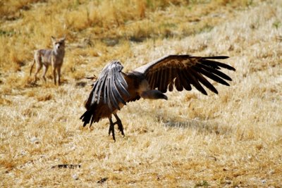 Griffon Vulture and fox - Gyps fulvus - Voltor comú i guineu - Buitre leonado y zorro - Gåsegrib