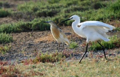 Little egret and Squacco Heron - Egretta garcetta & Adeola ralloides - Garceta comn y Garcilla cangrejera - Martinet blanc ros