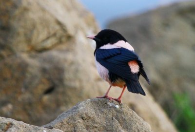 Wildlife photos from Turkey -  Birds - Butterflies and Bugs - Flowers - Landscapes