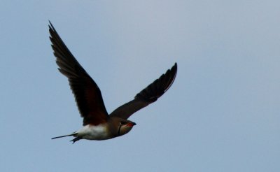 Collared Pratincole - Glareola pratincola - Canastera - Perdiu de mar