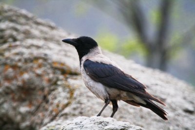 Hooded Crow - corvus cornix -  corneja cenicienta - Cornella