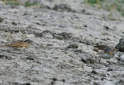 Greater Short-toed Lark - Calandrella brachydactyla - Terrera común - Terrerola vulgar