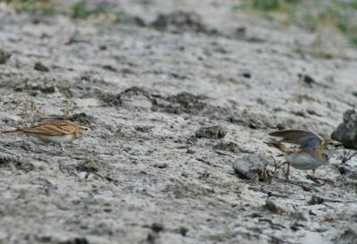 Greater Short-toed Lark - Calandrella brachydactyla - Terrera comn - Terrerola vulgar