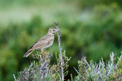 Greater Short-toed Lark - Calandrella brachydactyla - Terrera común - Terrerola vulgar