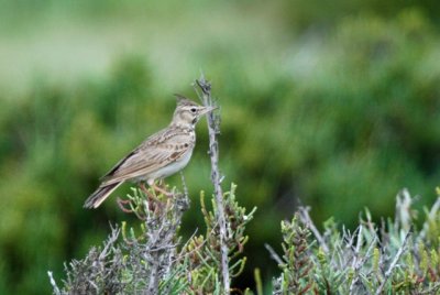 Greater Short-toed Lark - Calandrella brachydactyla - Terrera comn - Terrerola vulgar