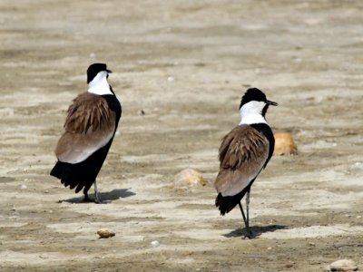 Spur-winged Lapwing - Vanellus spinosus