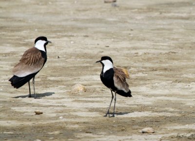 Spur-winged Lapwing - Vanellus spinosus