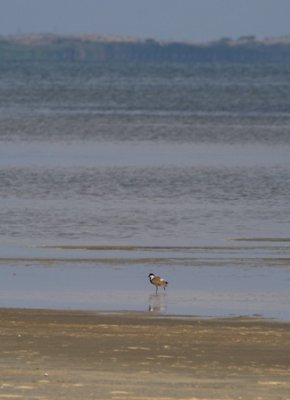 Spur-winged Lapwing - Vanellus spinosus