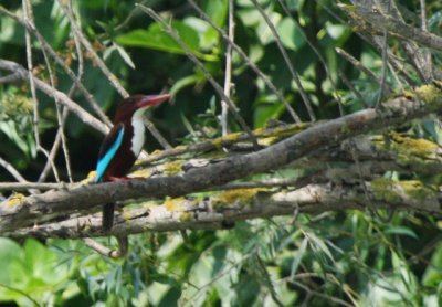 White-throated Kingfisher - Halcion smyrnensis - Alcion de Esmirna - Alci d'esmirna
