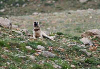 Wildlife photos from Turkey -  Birds - Butterflies and Bugs - Flowers - Landscapes