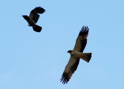 Booted Eagle and Hooded Crow - Hieraetus pennatus and corvus cornix - Aguililla calzada y una corneja cenicienta - Aguila calad