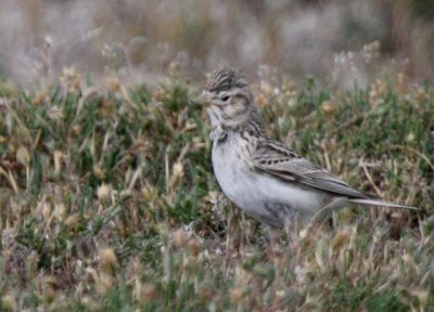 Lesser short-toed Lark - Calandrella rufescens aharonii - Terrera marismeña turca - Terrerola rogenca turca