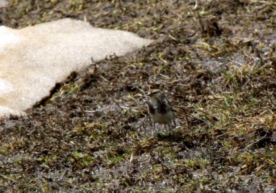 Twite - Carduelis flavirostris - Pardillo piquigualdo - Passarell bec-groc