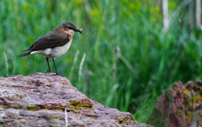 Young Common Wheatear - Oenanthe oenanthe - joven de Collalba gris - jove de Colit gris