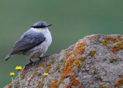 Western Rock Nuthatch - Sitta neumayer