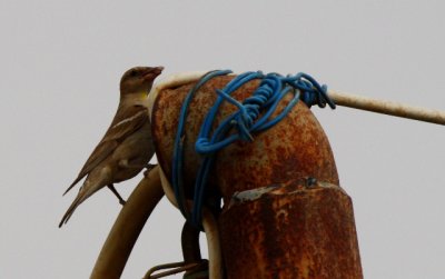 Yellow-throated Sparrow - Gymnornis xanthocollis