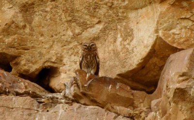 Little Owl - Athene noctua - Mochuelo - Mussol