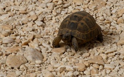 Wildlife photos from Turkey - Birds - Butterflies and Bugs - Flowers - Landscapes