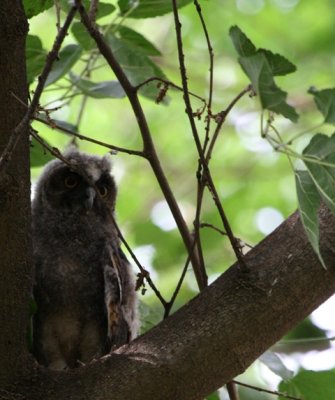Chick Long-eared Owl - Asio otus - Joven de Buho chico - Mussol Banyut jove