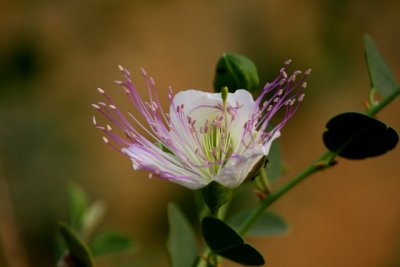 Wildlife photos from Turkey - Birds - Butterflies and Bugs - Flowers - Landscapes