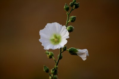 Wildlife photos from Turkey - Birds - Butterflies and Bugs - Flowers - Landscapes