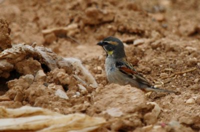 Adult male Dead Sea Sparrownext to the nest  - Passer moabiticus