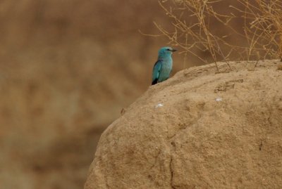 European Roller - Coracias garrulus