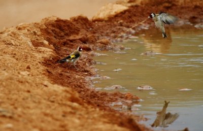 Goldfinch - Carduelis carduelis - Jilguero - Cadernera