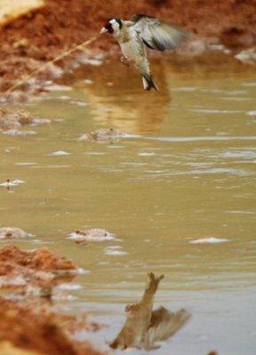 Goldfinch - Carduelis carduelis - Jilguero - Cadernera