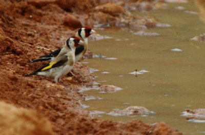 Goldfinch - Carduelis carduelis - Jilguero - Cadernera