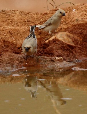 Desert Finch - Rhodospiza obsoleta